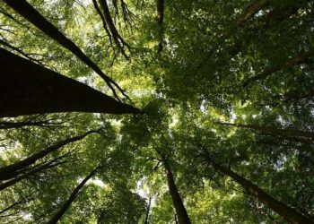 https://amp.dw.com/id/hutan-adalah-solusi-atasi-kemiskinan/a-55297753
